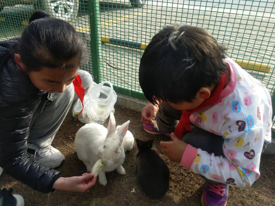 依托放飞园开展"小小饲养员"活动,让学生每天给小动物喂食,添水.