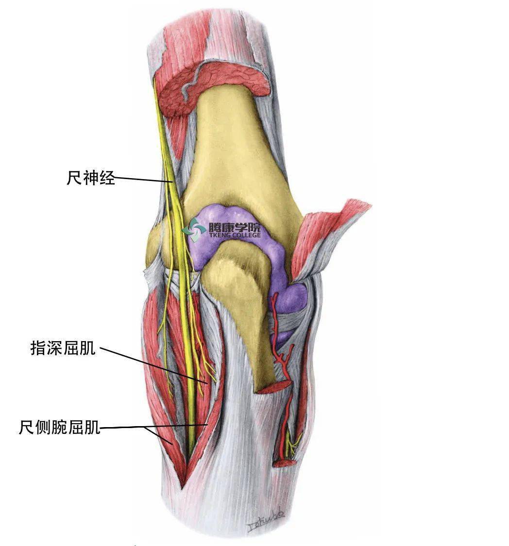 嘱患者握拳,腕关节尺偏后屈曲对抗阻力,此为尺侧腕屈肌的基本功能
