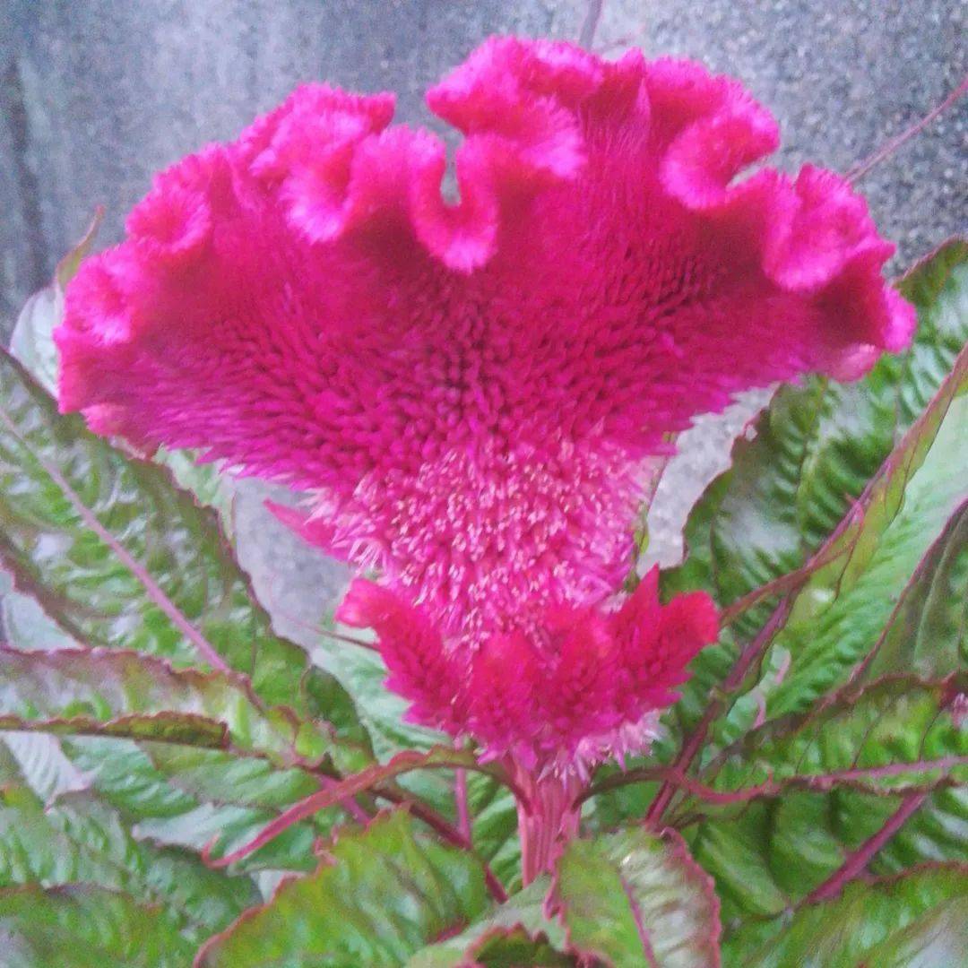 鸡冠花在外形颜色上看起来比较有活力,花朵外形扁平酷似鸡冠形状.