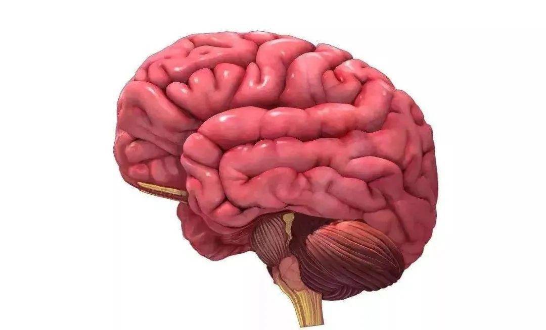 葡萄膜大脑炎图片