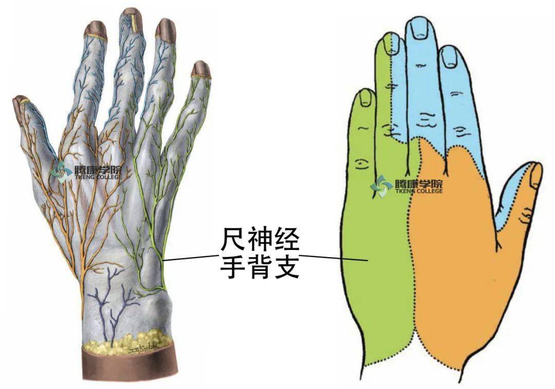 尺神经支配手指区域图图片