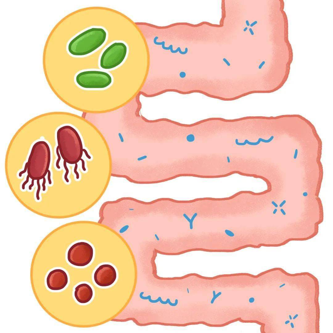 选购益生菌:为啥我给猫咪狗子吃益生菌毫无卵用?_肠道