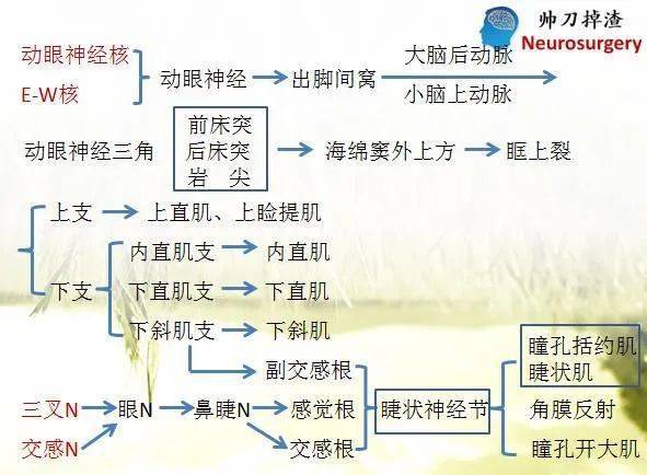 动眼神经解剖【这个视频让人眼前一亮】