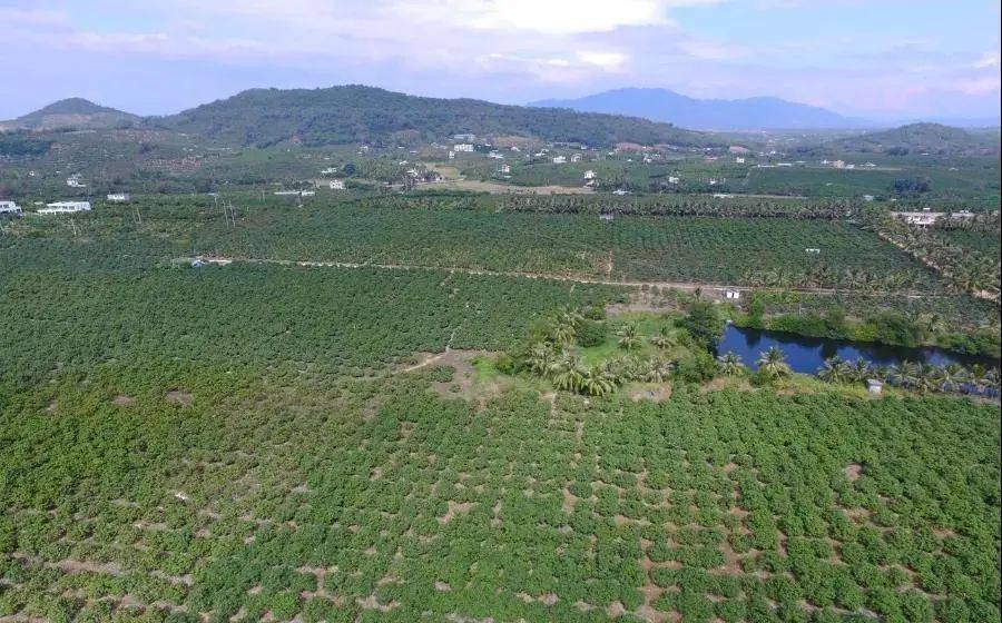 (采访组采访"全国侨界十杰"彭隆荣)随后,采访组来到三亚南田农场,向"