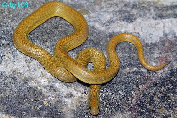 从零开始养曙光屋蛇基础饲养指南