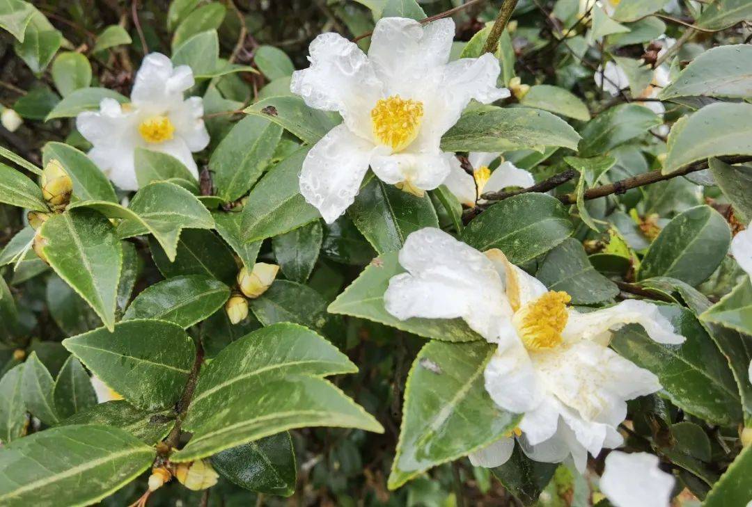 晚秋景致大龙开发区乡村飘来茶花香