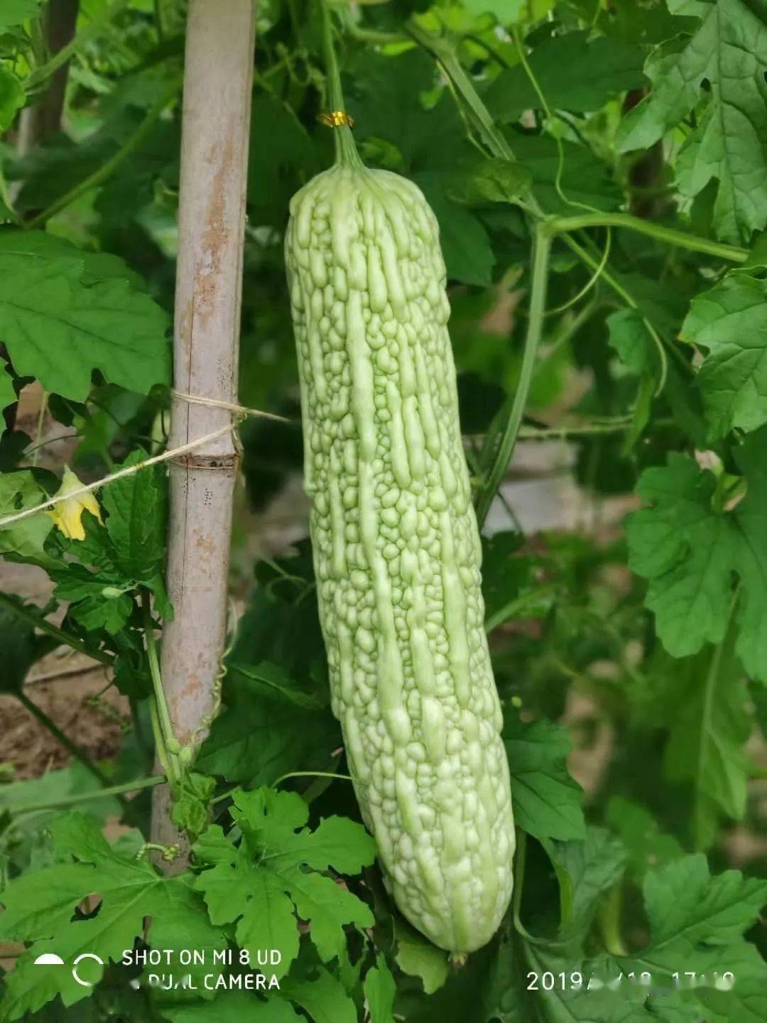 今科牌白珍珠苦瓜长短瓠瓜蒲瓜