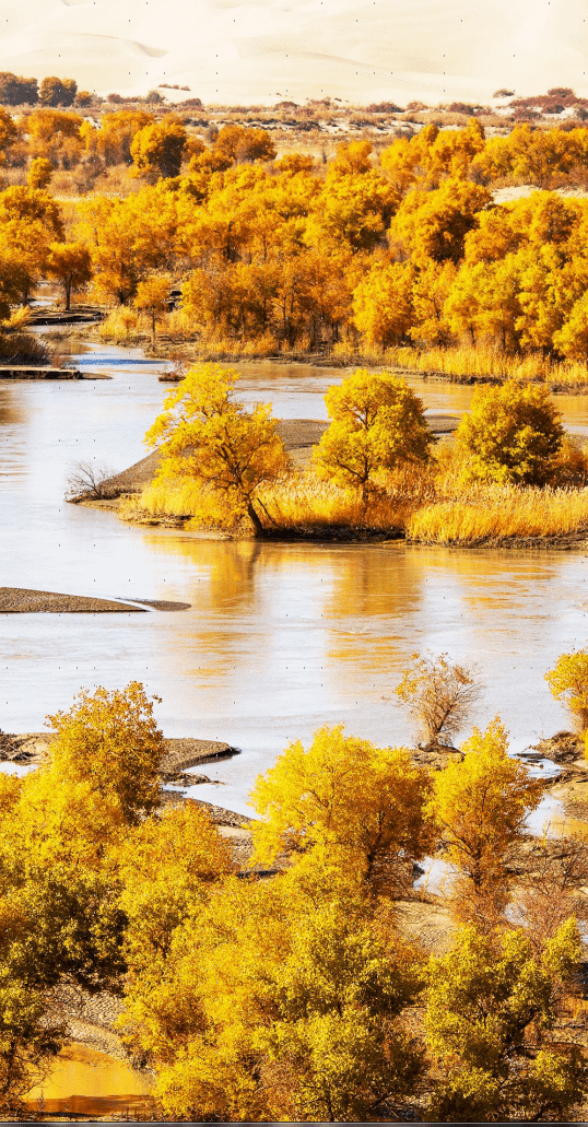 现在打开华为手机主题app,搜索"胡杨林",即可get同款秋味主题壁纸