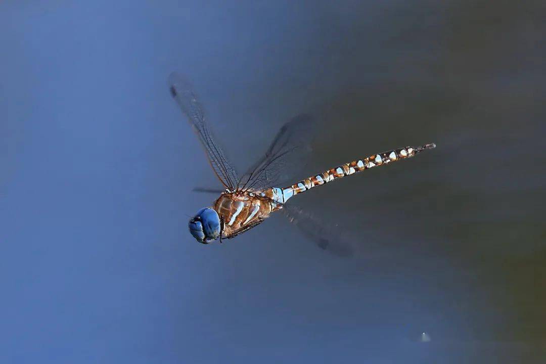 物种图册-蓝眼晏蜓