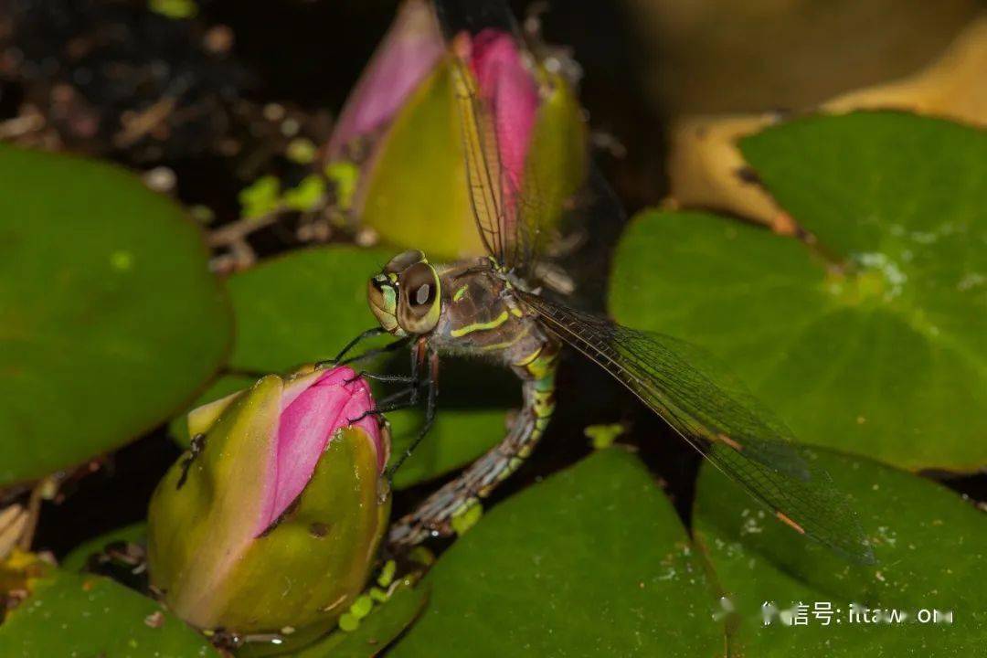 物种图册-蓝眼晏蜓