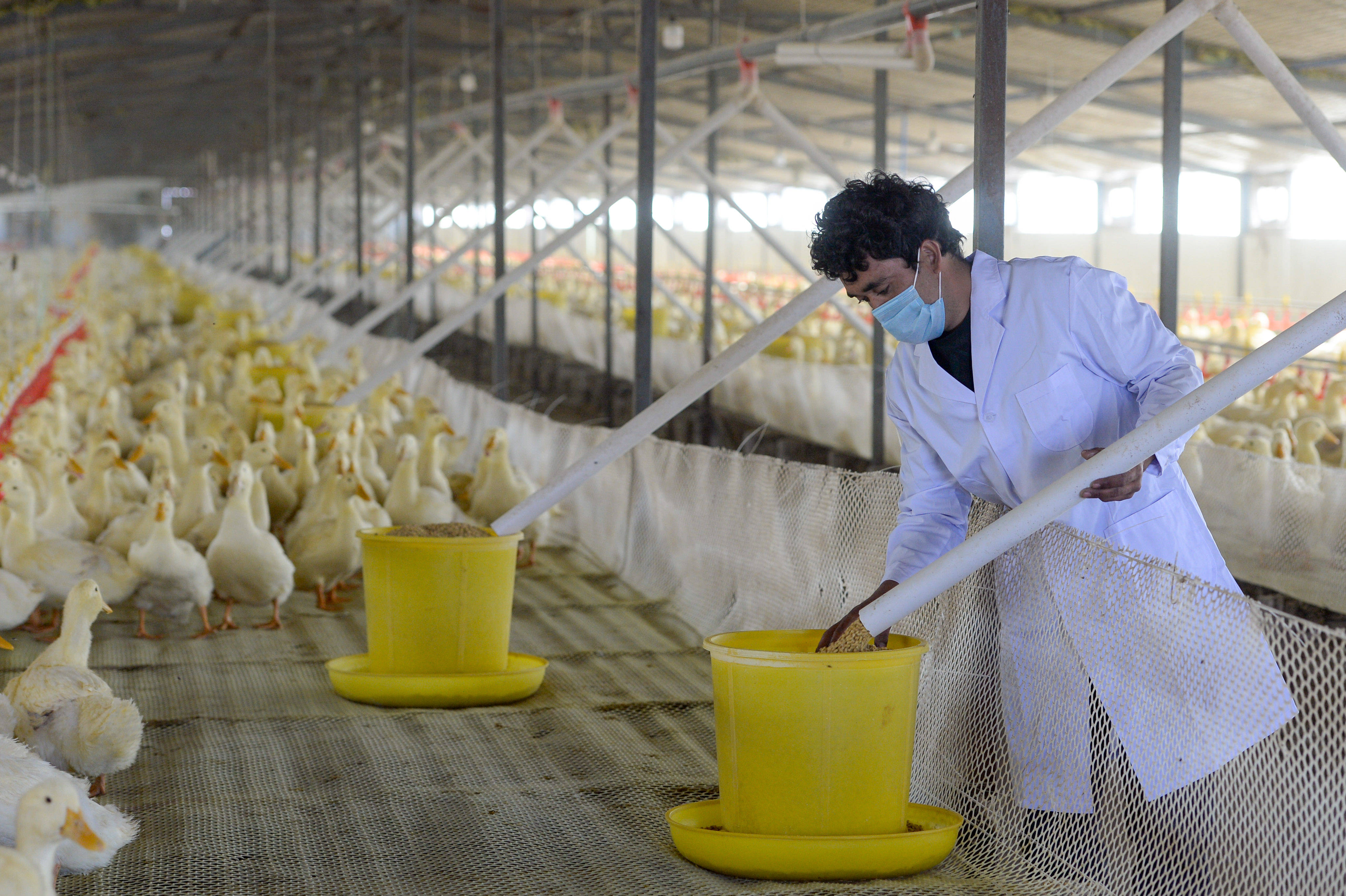 新疆洛浦县:小鸭子做成大产业