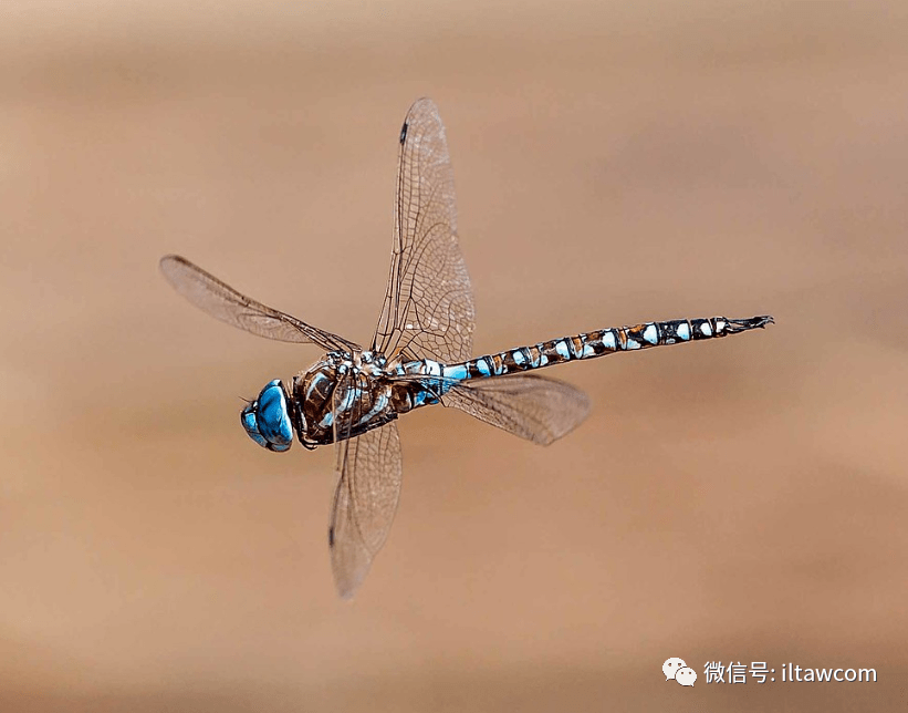 物种图册-蓝眼晏蜓