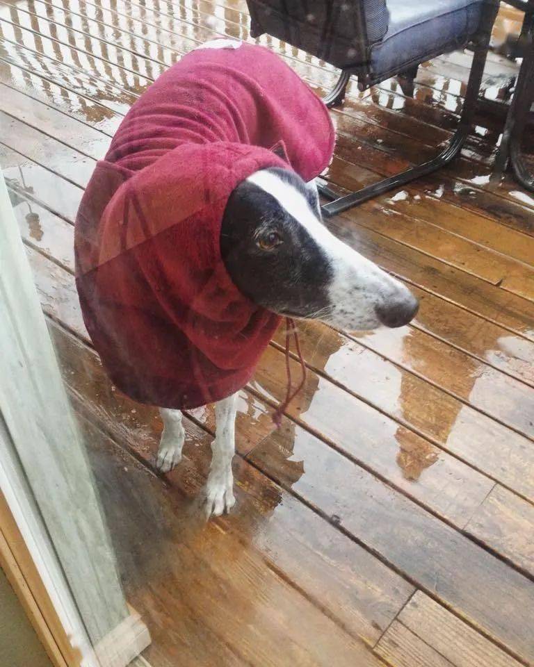穿着雨衣的可爱狗狗们