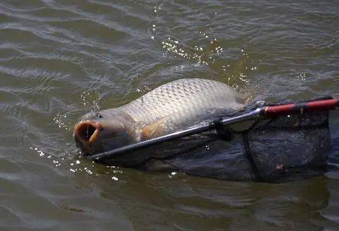 釣魚技巧野釣大水域想要上大魚你就得這麼幹