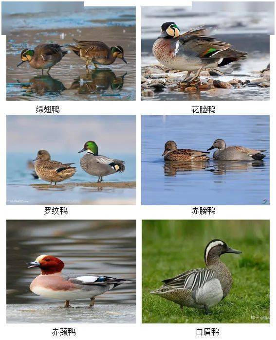 野生禽类图片及名称图片