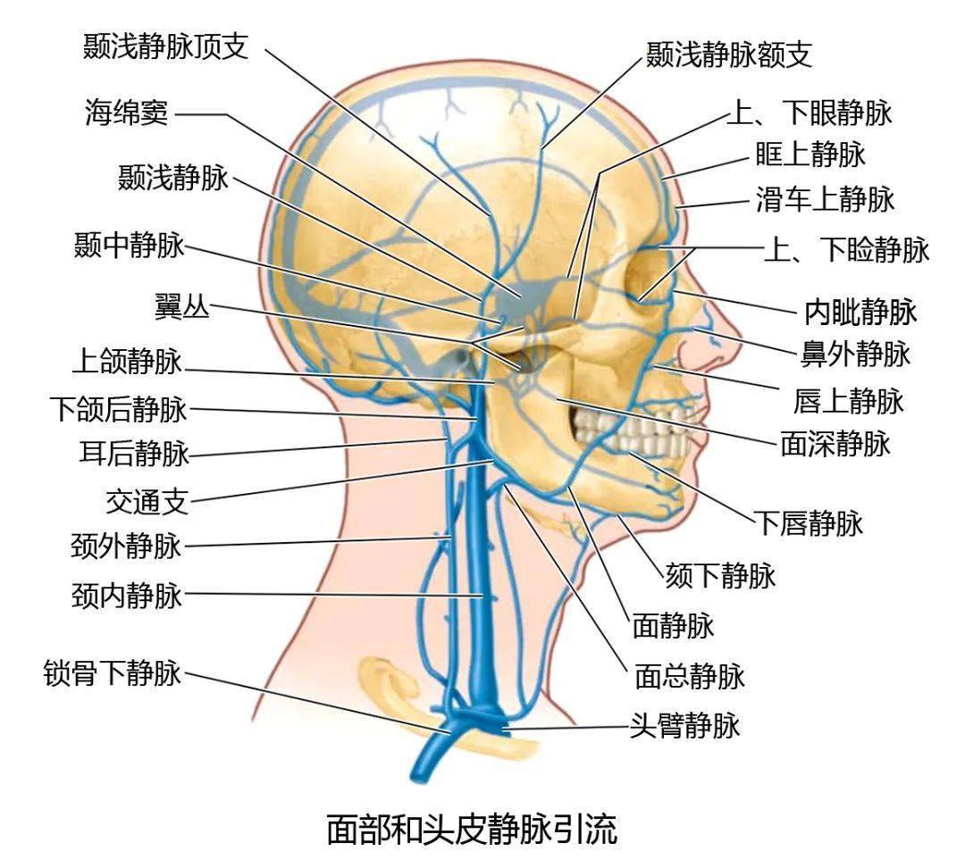 眼静脉解剖图片