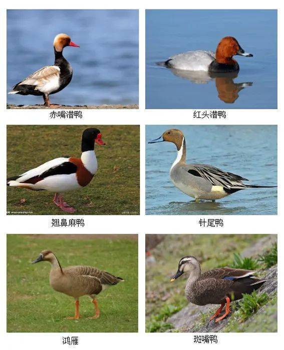 野生禽类图片及名称图片
