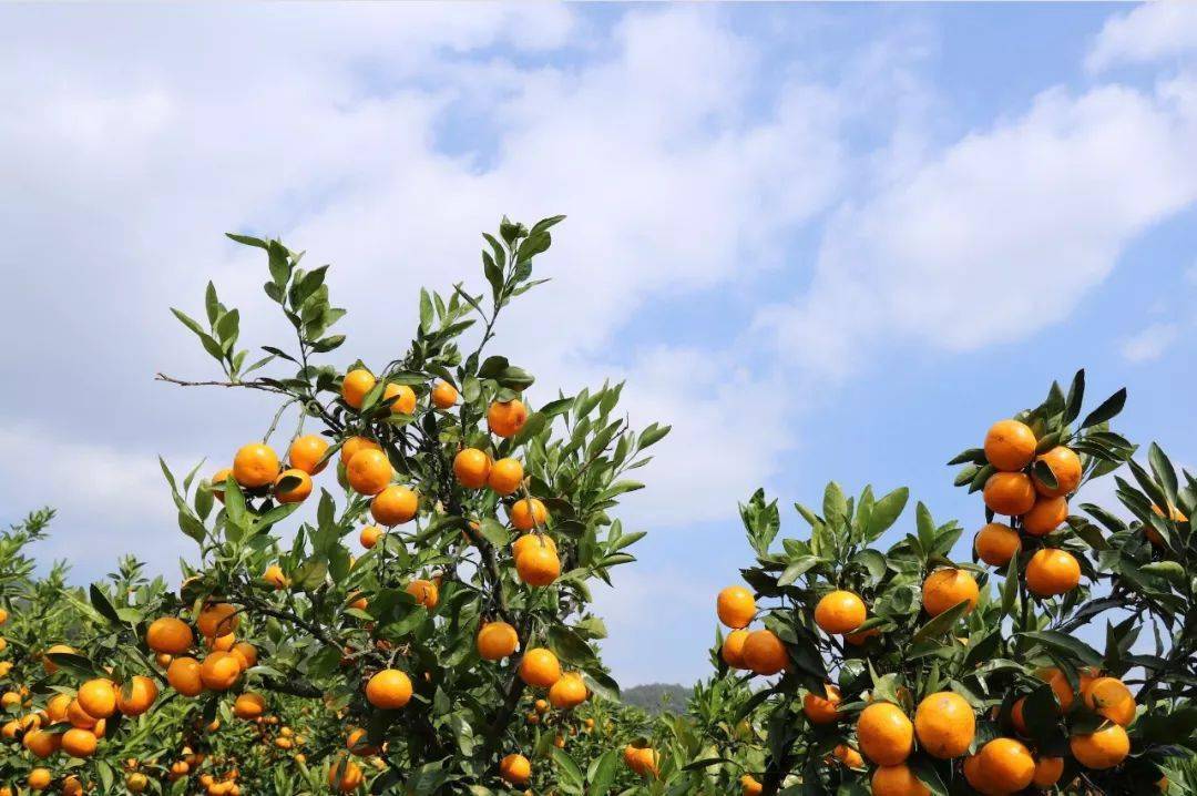 蜜桔什么时候种植最好吃(蜜桔什么时候种植最好吃呢)