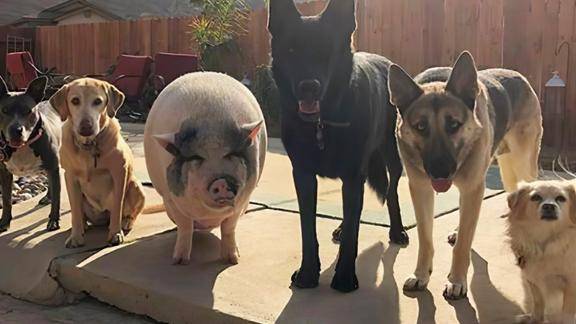 一只猪和5只狗的生活猪顺利被带偏了镜头拍下搞笑画面