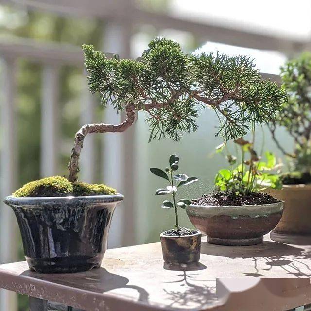 真柏类的盆景最容易遭红蜘蛛,螨虫等危害了,每隔半个月左右就可以用三