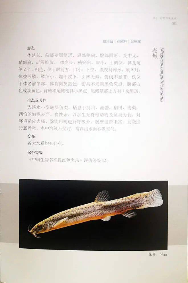 福建野外常见淡水鱼图鉴