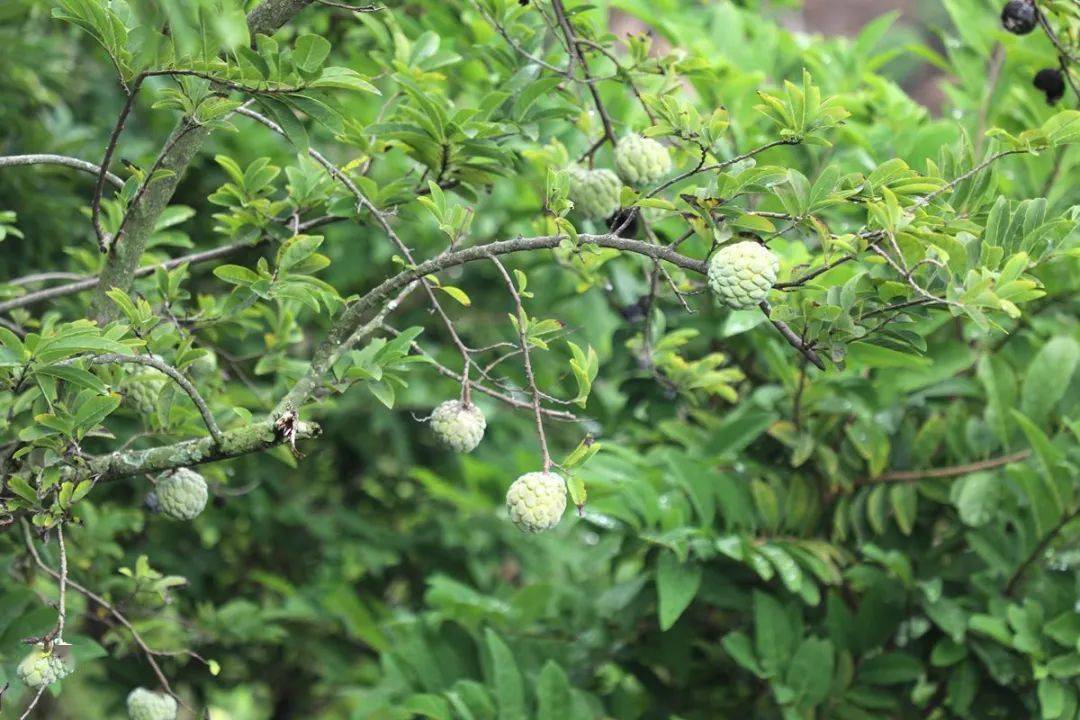 想不到元江番荔枝竟然