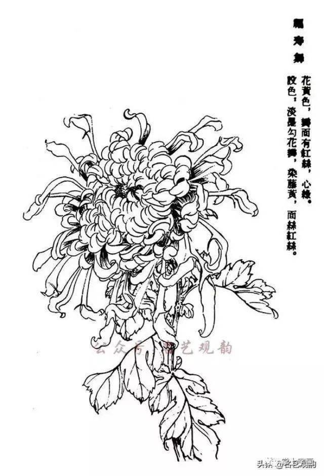 60种菊花工笔白描写生画法