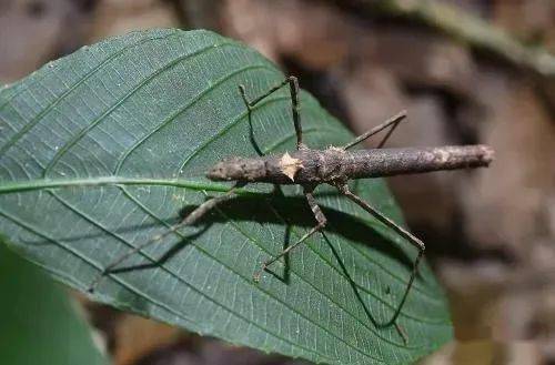 香港新棘虫修 by 桃子
