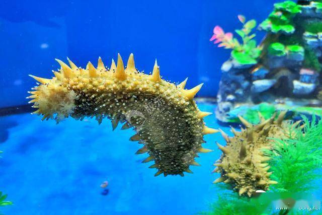 "云"见烟台:蓝色后浪奔涌 海洋产业"参参"不息_海参