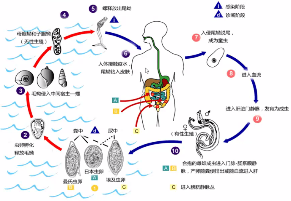 微讲堂 | 家畜日本血吸虫病及其诊断,监测与防控