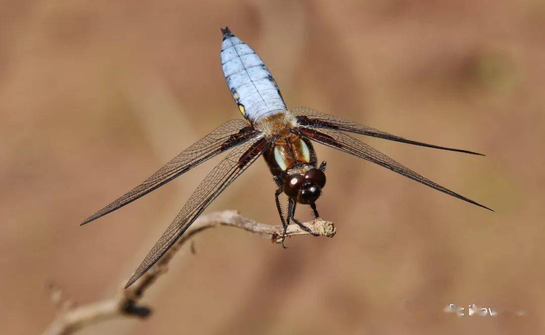 物种图册-基斑蜻