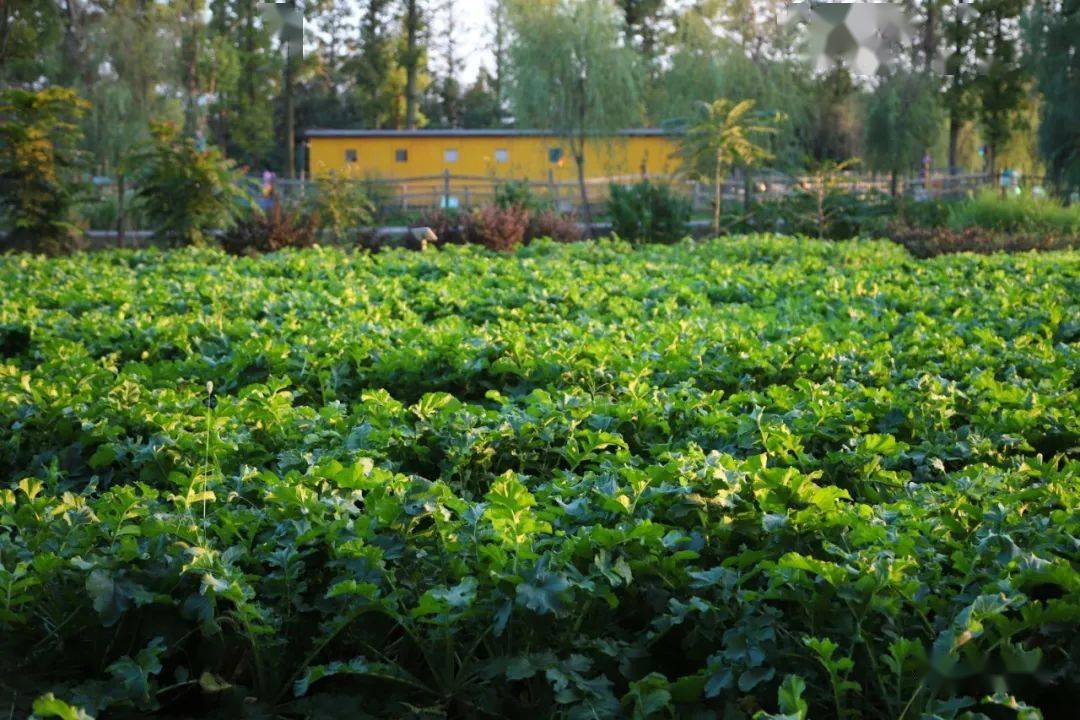 酸酸甜甜的季节邀你来崇明这个农场嗨皮