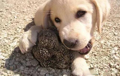 有了这条松露狗这辈子应该不愁吃穿了吧