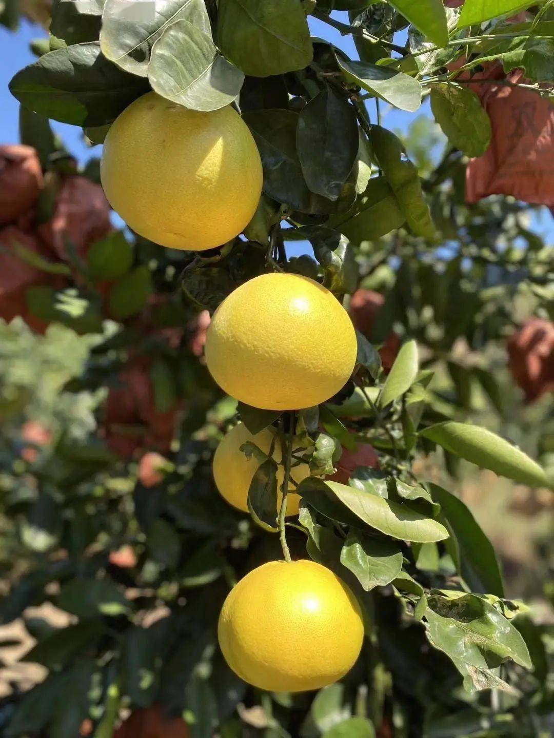 京东快递柚中爱媛台湾金葡萄柚455斤46个精品礼盒装让人无法拒绝的