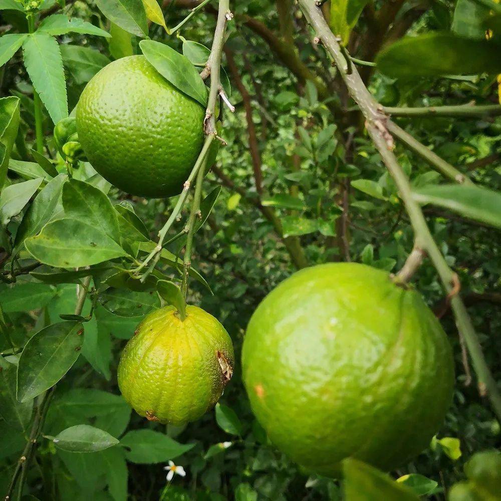 芒果 ,欧洲坚果,红果仔等几十种其它水果等着您啦……布谷鸟生态乐园