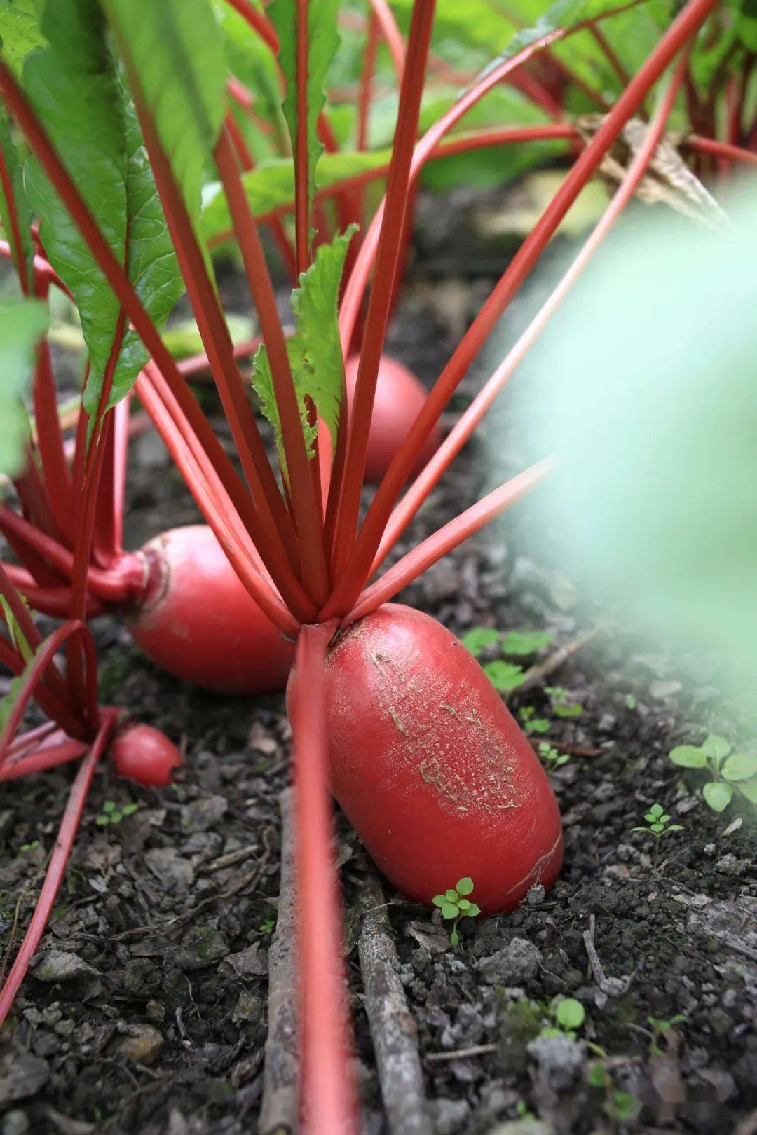 红皮萝卜大白菜最近雪梅在收黄豆.
