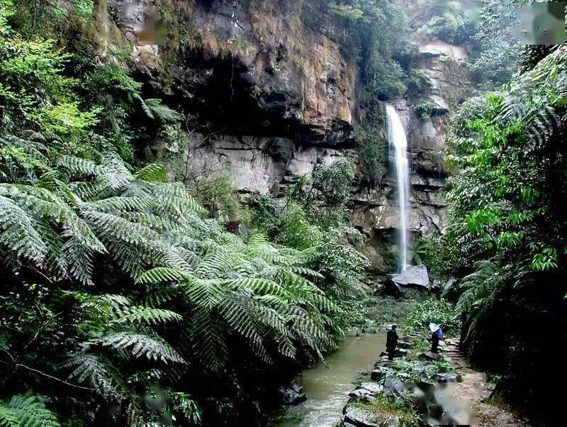 寻找犍为"新八景" | 快来为嘉阳·桫椤湖景区投票吧!