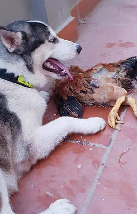 带二哈回老家,不仅邻居鸡被吃了,几个月后还有私生子找上门