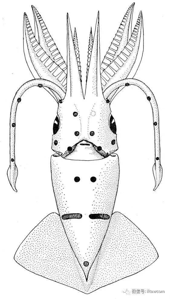海洋科普1259中国海域鱿鱼图鉴