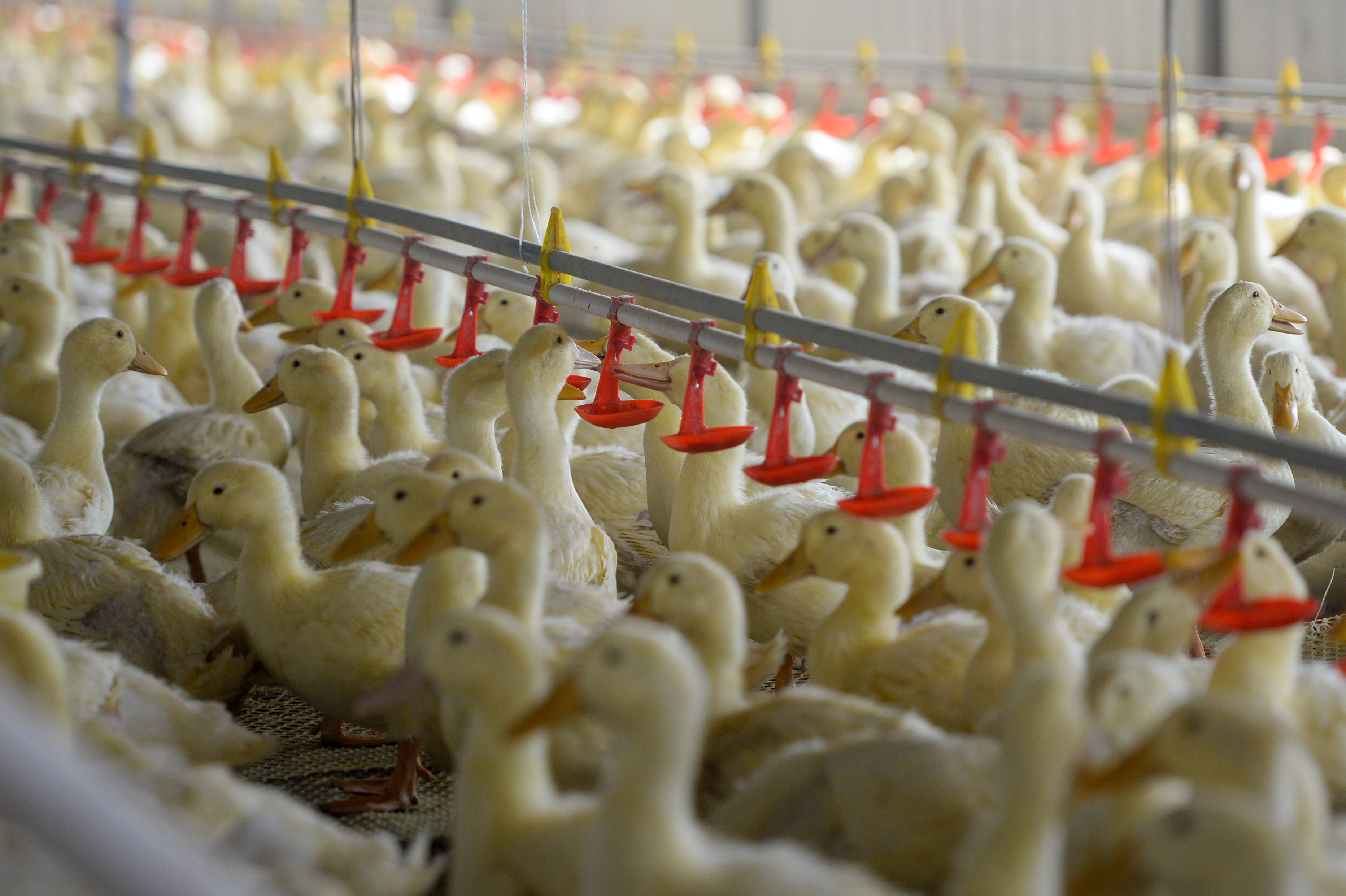 北京烤鸭里的和田味道