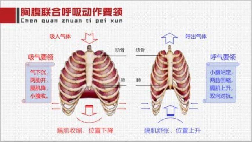 胸腹式联合呼吸法图解图片