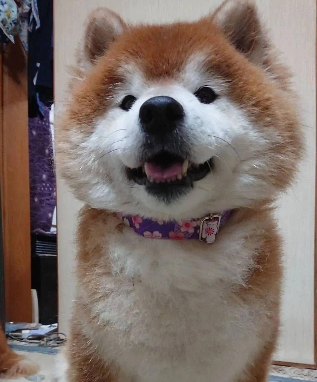 什么长毛柴犬这明明就是一只假狗