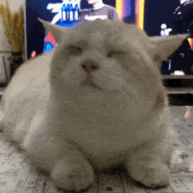 哇哦的表情包猫GIF图片