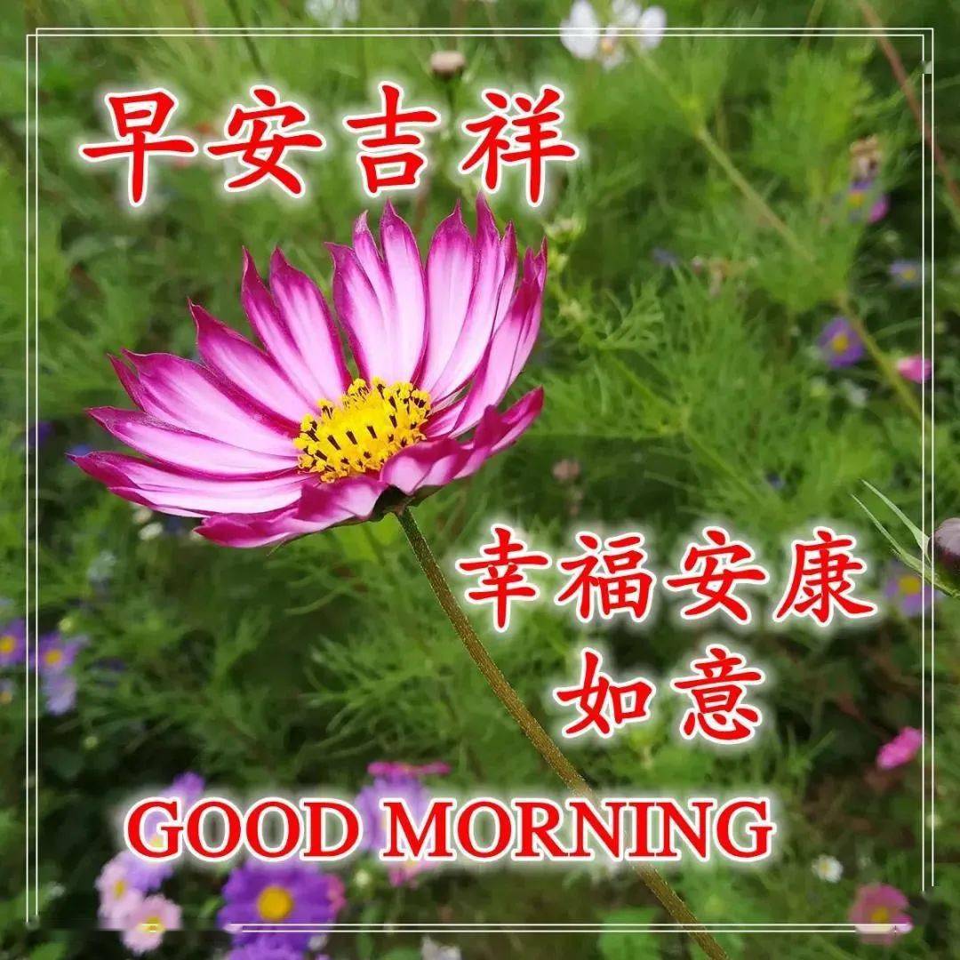 11月11日早上好问候语图片,星期三早上好祝福语唯美阳光图片表情大全