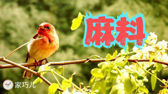 麻料的鸟叫声依就为就狮子滚绣球名口合集