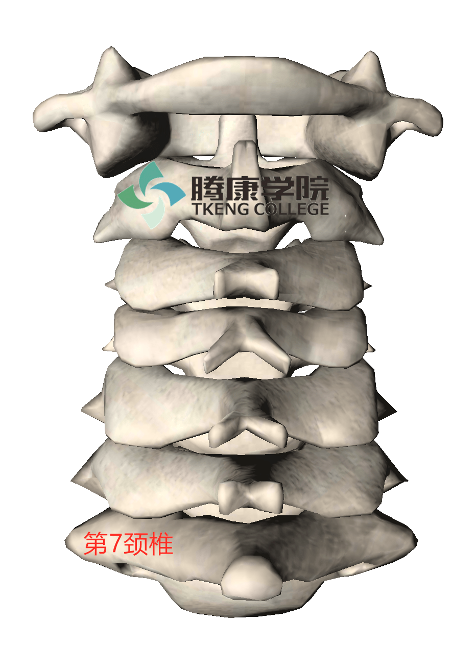第七颈椎棘突最长图片