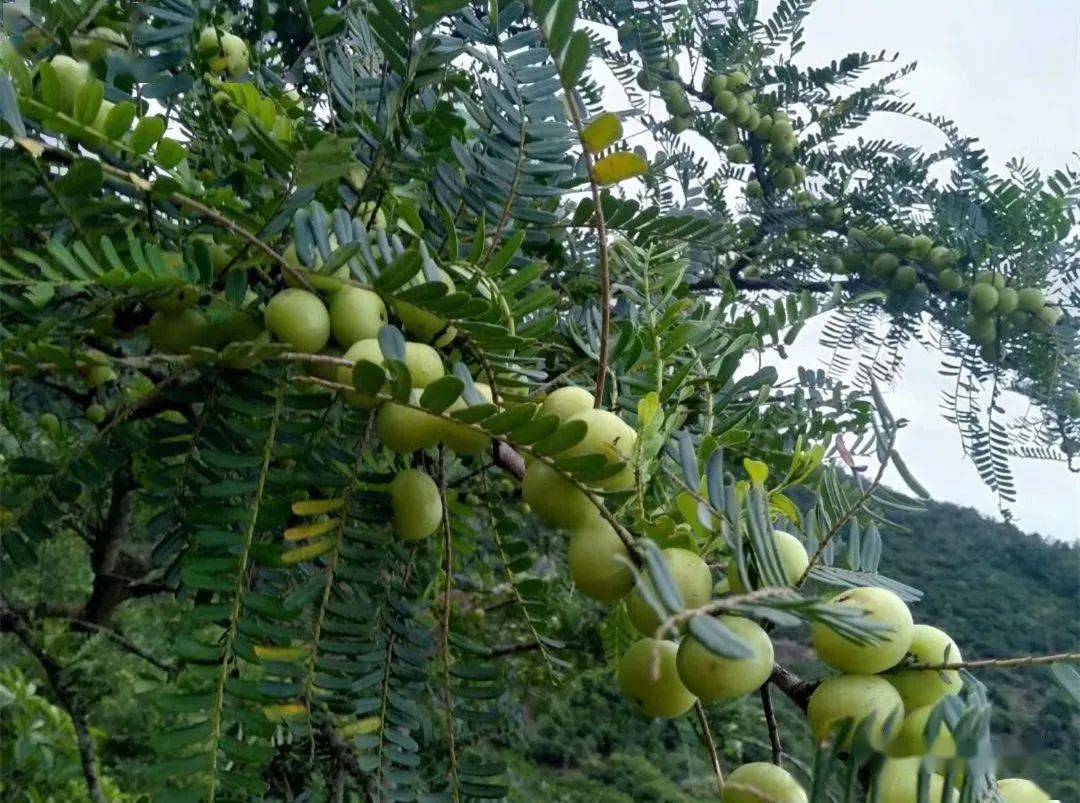 这种牛果已经上市你知道它的牛吗光是看图口水都上来了