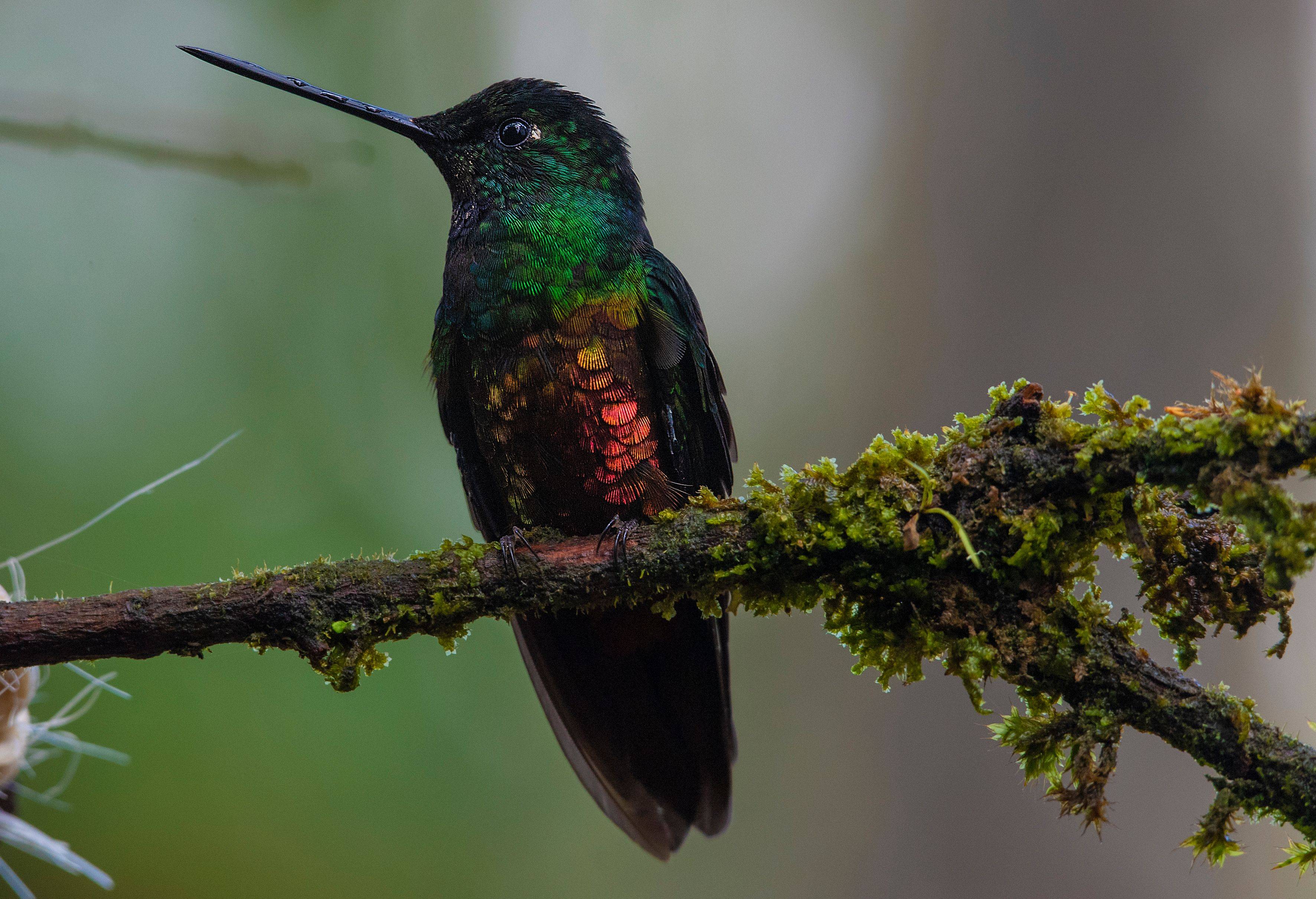 哥伦比亚的蜂鸟