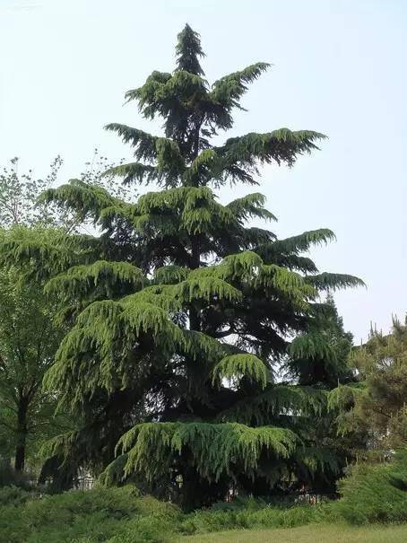 二,常绿乔木元宝槭【别名】 槭,五角枫,元宝树,平基槭复羽叶栾树