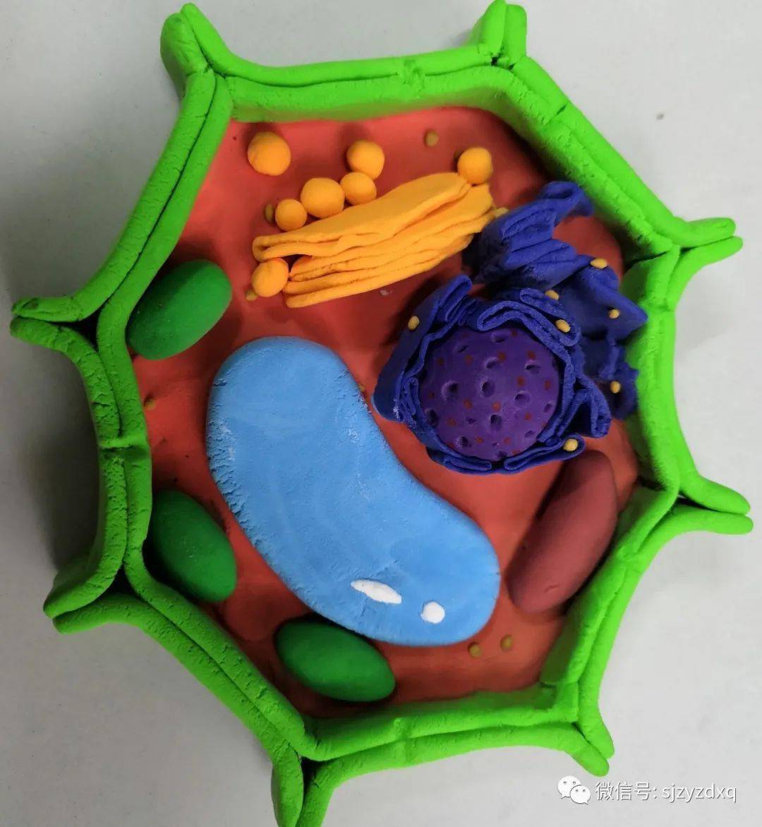 超轻粘土细胞模型图片
